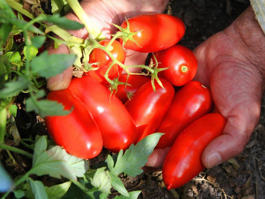 En person håller en klase mogna San Marzano-tomater i sina händer, varsamt lyfta från en tomatplanta i en trädgård.